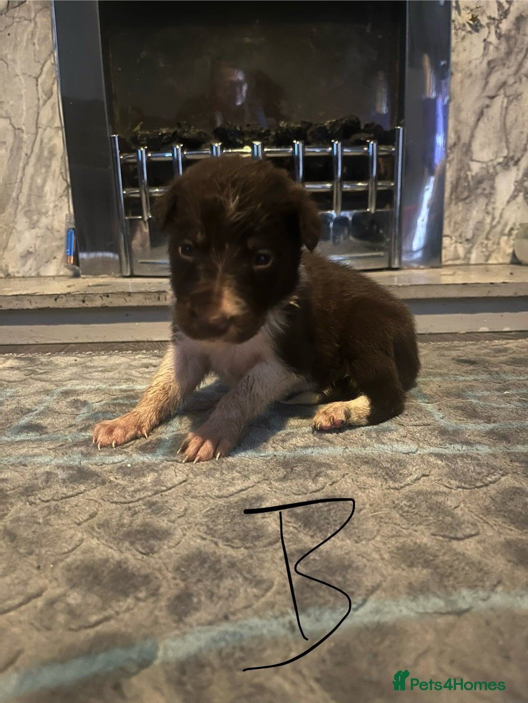 Border Collie dogs for sale: Border collie puppies - Image 28