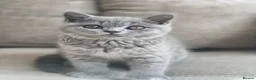 British Shorthair cats for sale: Champion lines🏆 Pedigree British Shorthairs - Advert 10