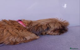 Shih Tzu dogs for sale: Sweet natured miniature female Shitzu  - Advert 11