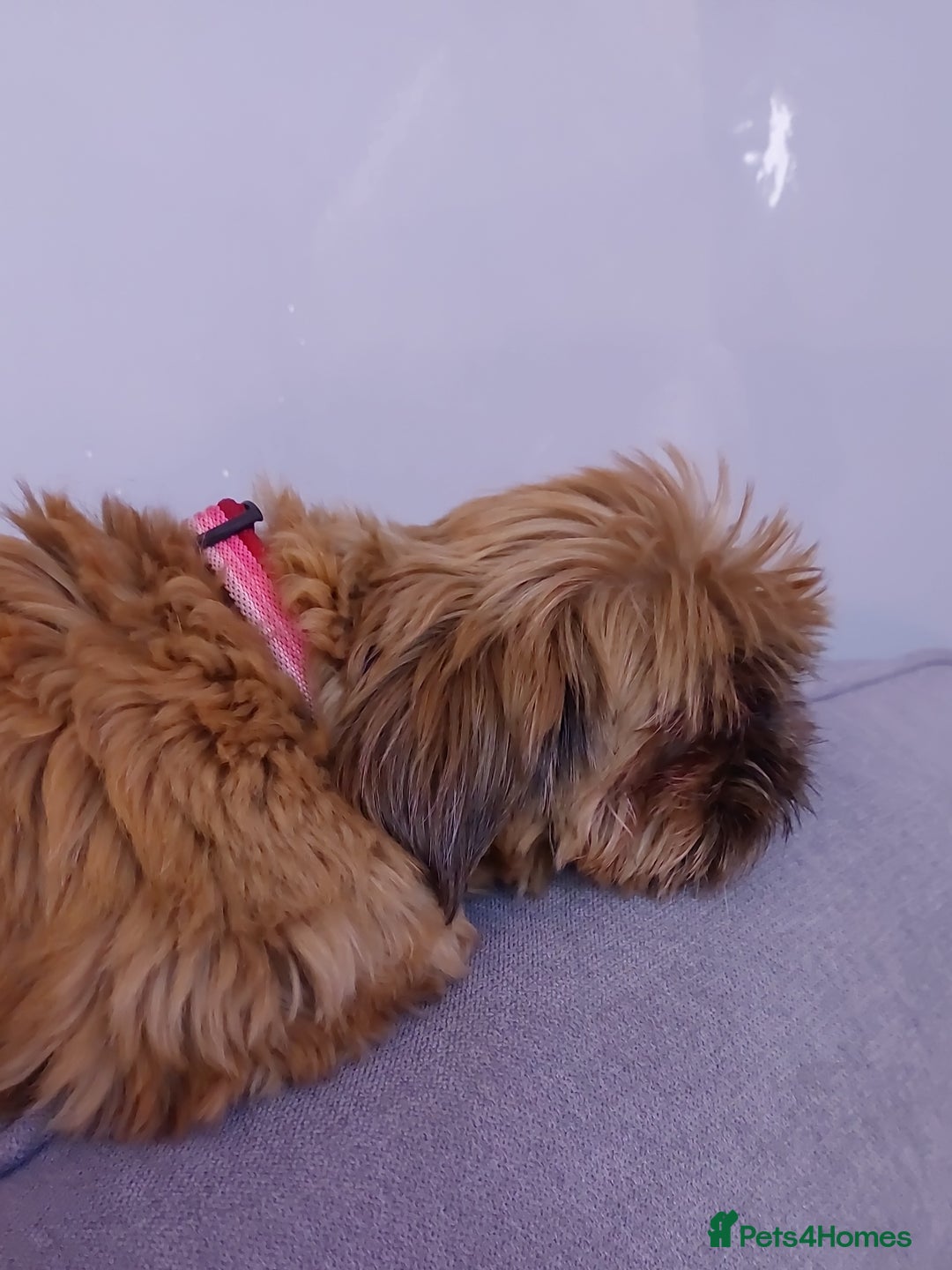 Shih Tzu dogs for sale: Sweet natured miniature female Shitzu  - Advert 11