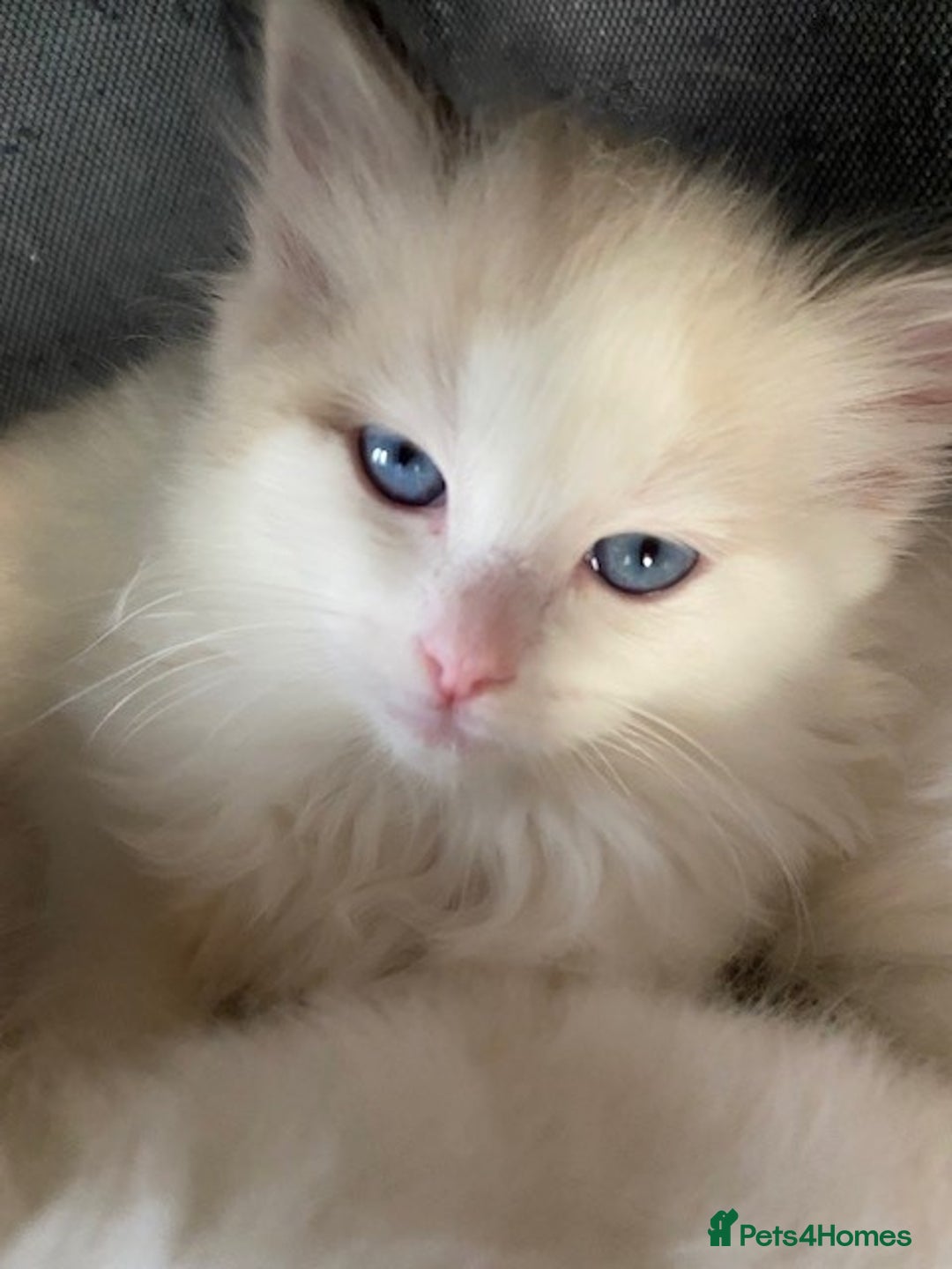 Ragdoll cats for sale: TICA REGISTERED PUREBRED RAGDOLL KITTENS AVAILABLE - Advert 15