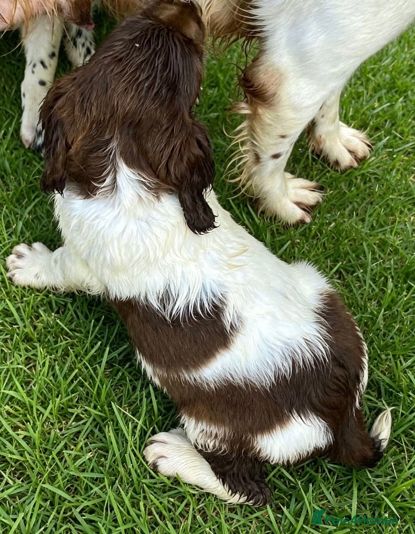English Springer Spaniel dogs KC Registered Spaniel Puppies - Advert 2