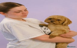 Shih Tzu dogs for stud: Cupid 💜  - Image 2