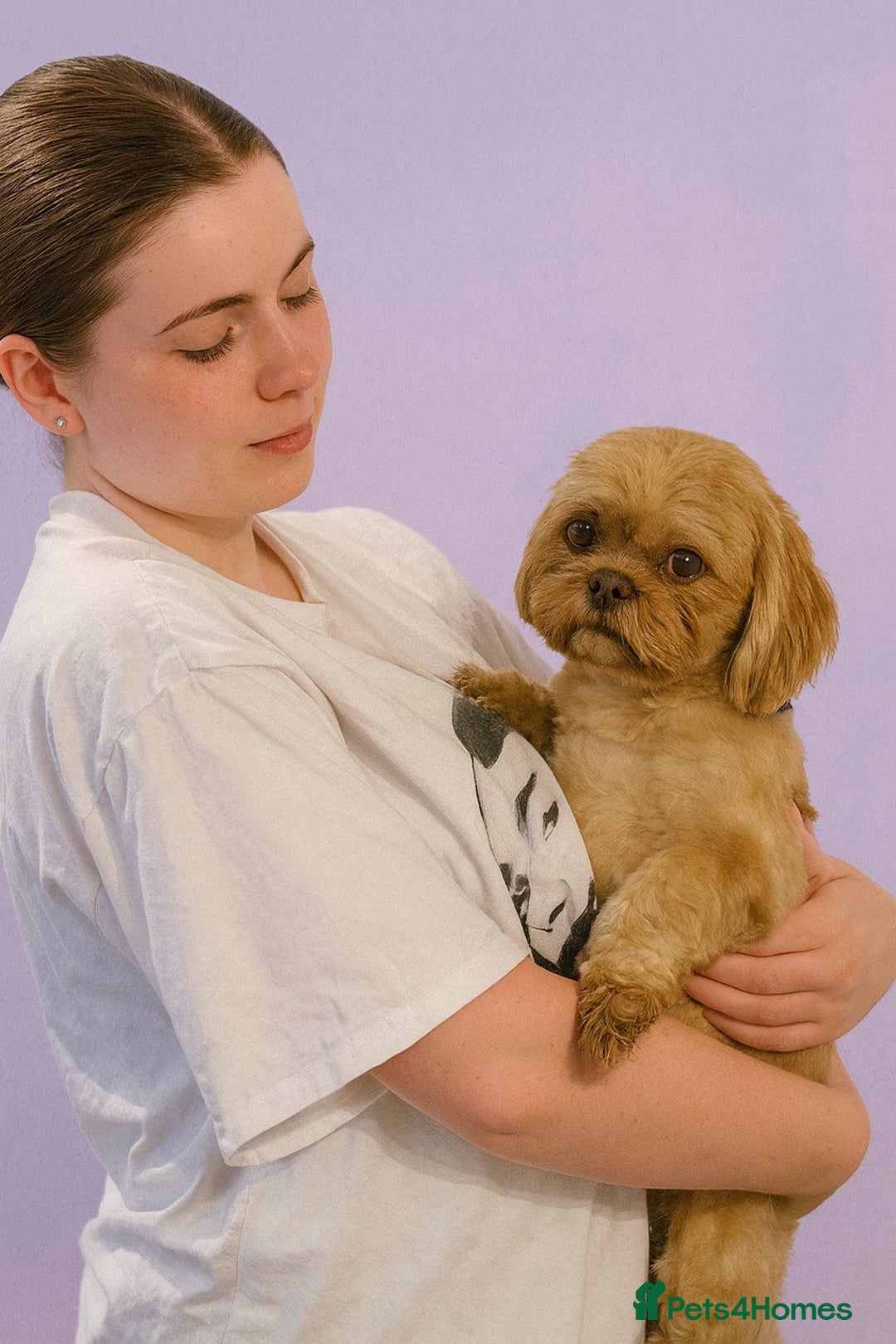 Shih Tzu dogs for stud: Cupid 💜  - Image 2