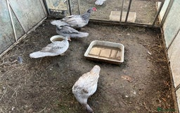 Ducks poultry for sale: Muscovy duck  - Image 8