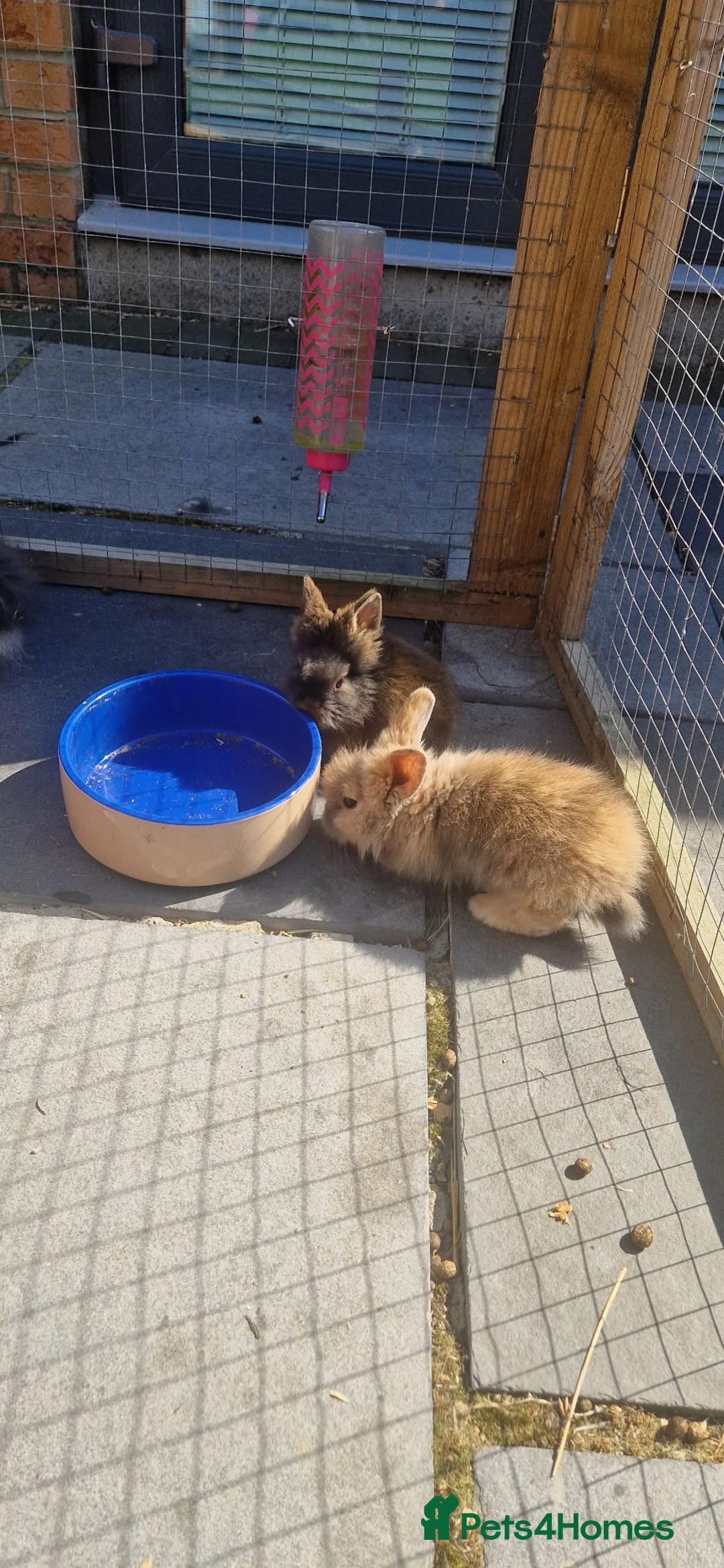 Mini Lion Lop rabbits for sale: Stunning lion lop baby rabbits in Newcastle upon Tyne - Advert 2
