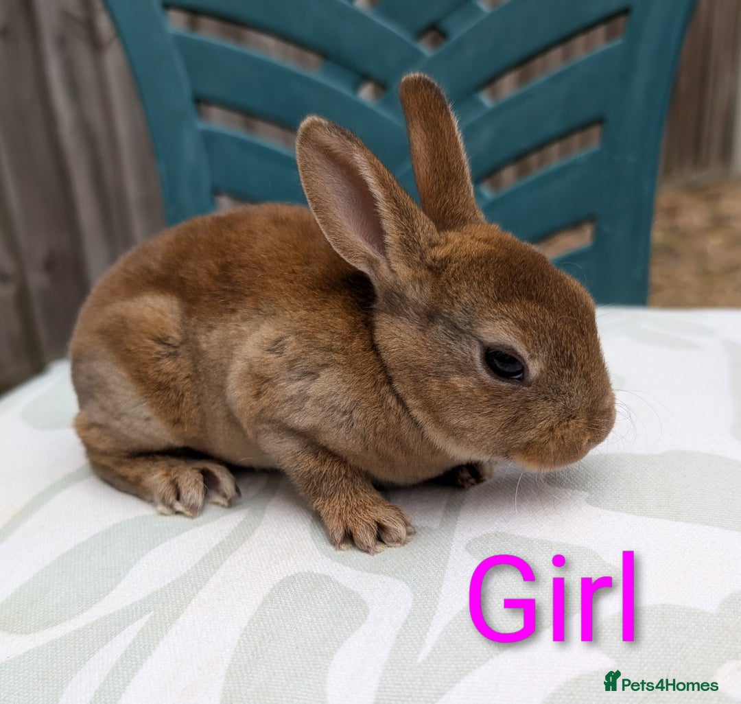 Rex rabbits for sale: Last 3 Mini Rex Babies - Image 2