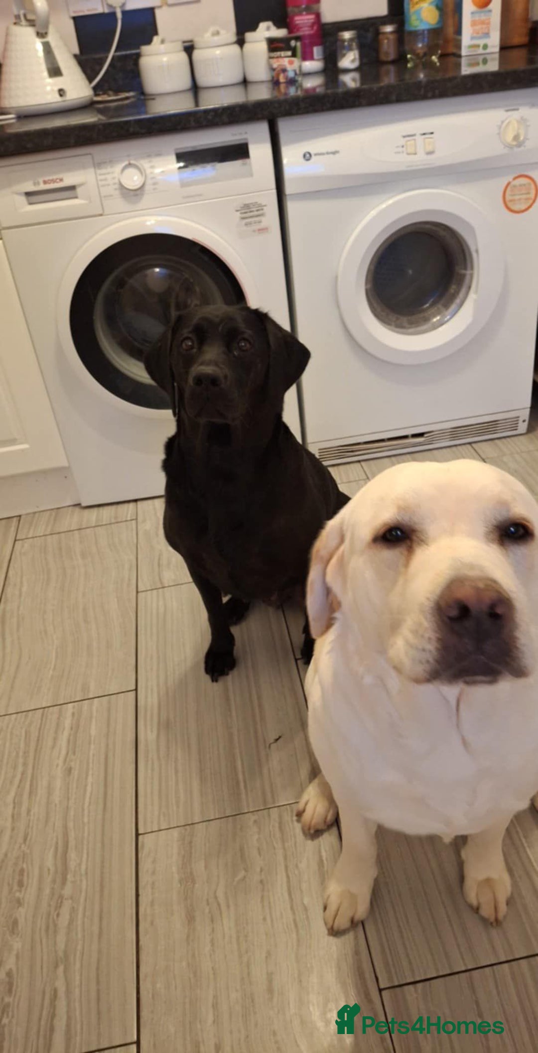 Labrador Retriever dogs for sale: Labrador retriver - Advert 9