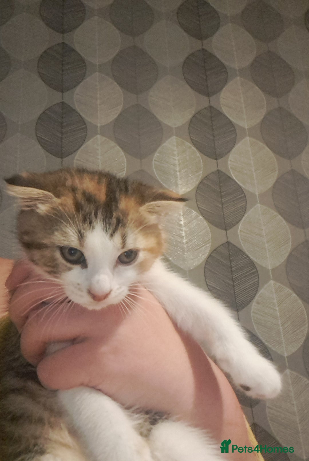 Mixed Breed cats for sale: Female - Image 3