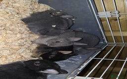 Netherland Dwarf rabbits for sale: Netherland dwarf rabbits for sale  in Leeds - Image 17