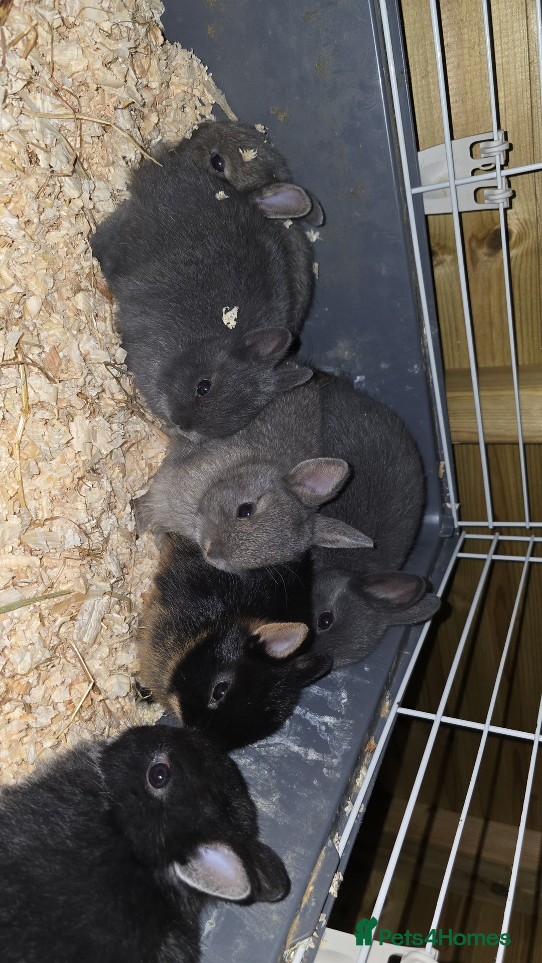 Netherland Dwarf rabbits for sale: Netherland dwarf rabbits for sale  in Leeds - Image 17