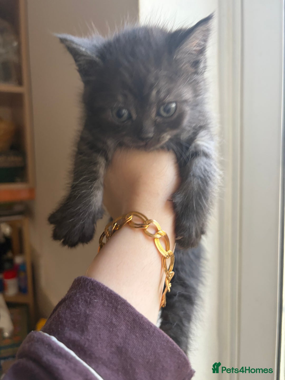 British Shorthair cats for sale: British short hair/persian mother - Advert 20