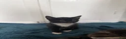 Mixed Breed cats for sale: 5 adorable kittens, 3 male, 2 female  - Advert 13