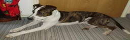 Mixed Breed dogs for sale: Atlas the Bull Lurcher in Bradford - Advert 2