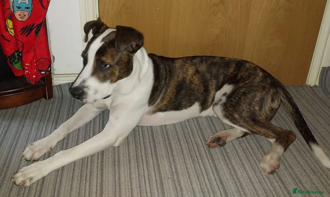 Mixed Breed dogs for sale: Atlas the Bull Lurcher in Bradford - Advert 2