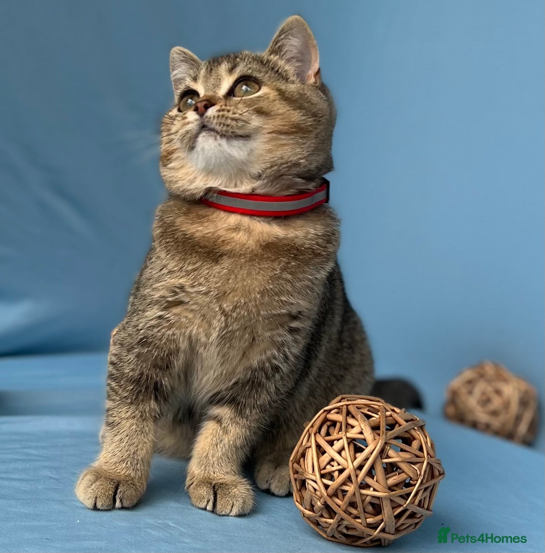 British Shorthair cats for sale: Stunning British sh/longhair kittens TICA - Image 16
