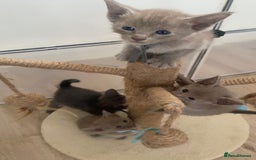 Mixed Breed cats for sale: Oriental X Siamese kittens  - Image 34