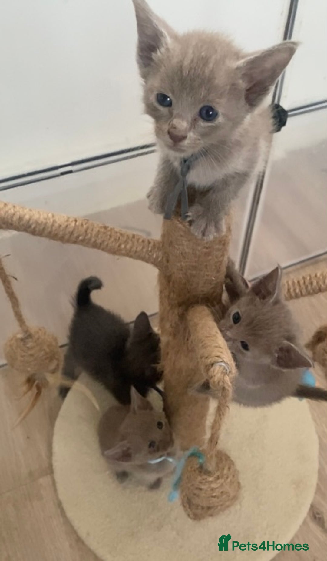Mixed Breed cats for sale: Oriental X Siamese kittens  - Image 34