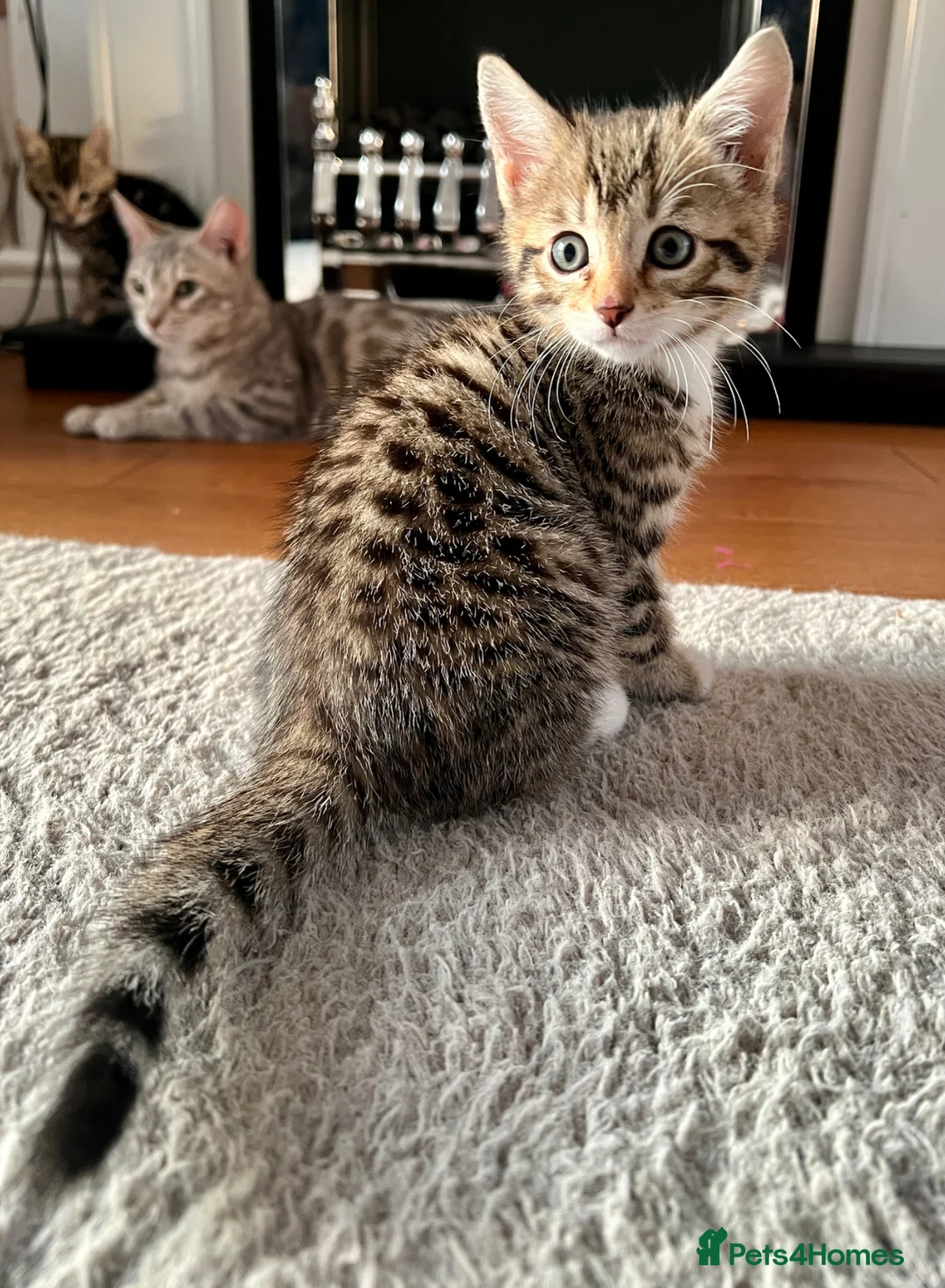 Bengal cats for sale: Bengal kitten  - Advert 2