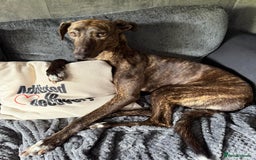 Greyhound dogs for sale: Greyhound female  - Image 4