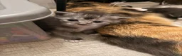 Mixed Breed cats for sale: British Shorthair Mixed Kittens  - Advert 2