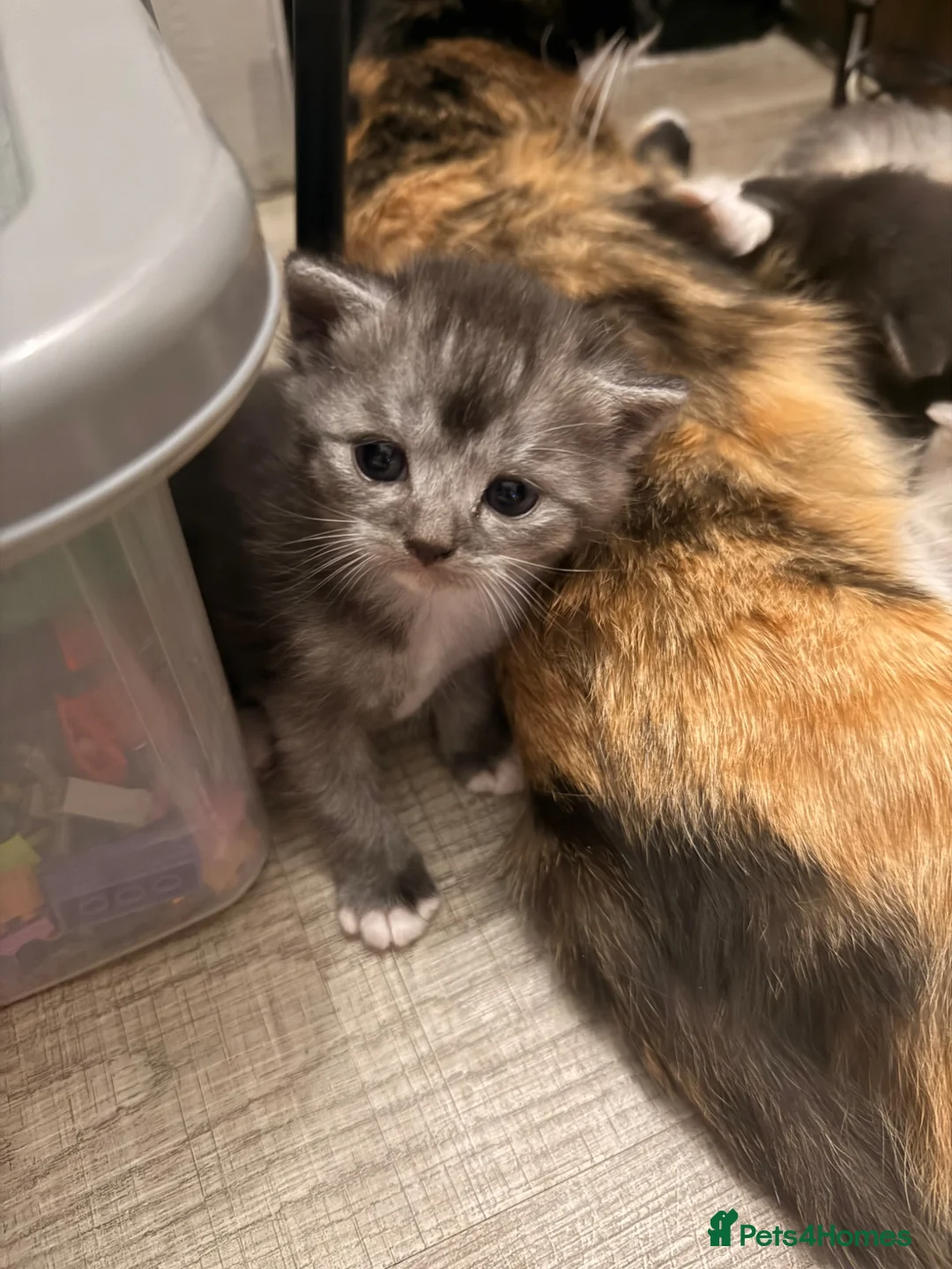 Mixed Breed cats for sale: British Shorthair Mixed Kittens  - Advert 2