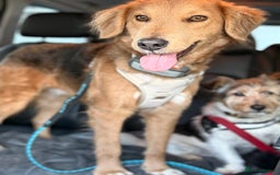 Mixed Breed dogs for adoption: Sweet Nathan Is looking for Love  - Image 19