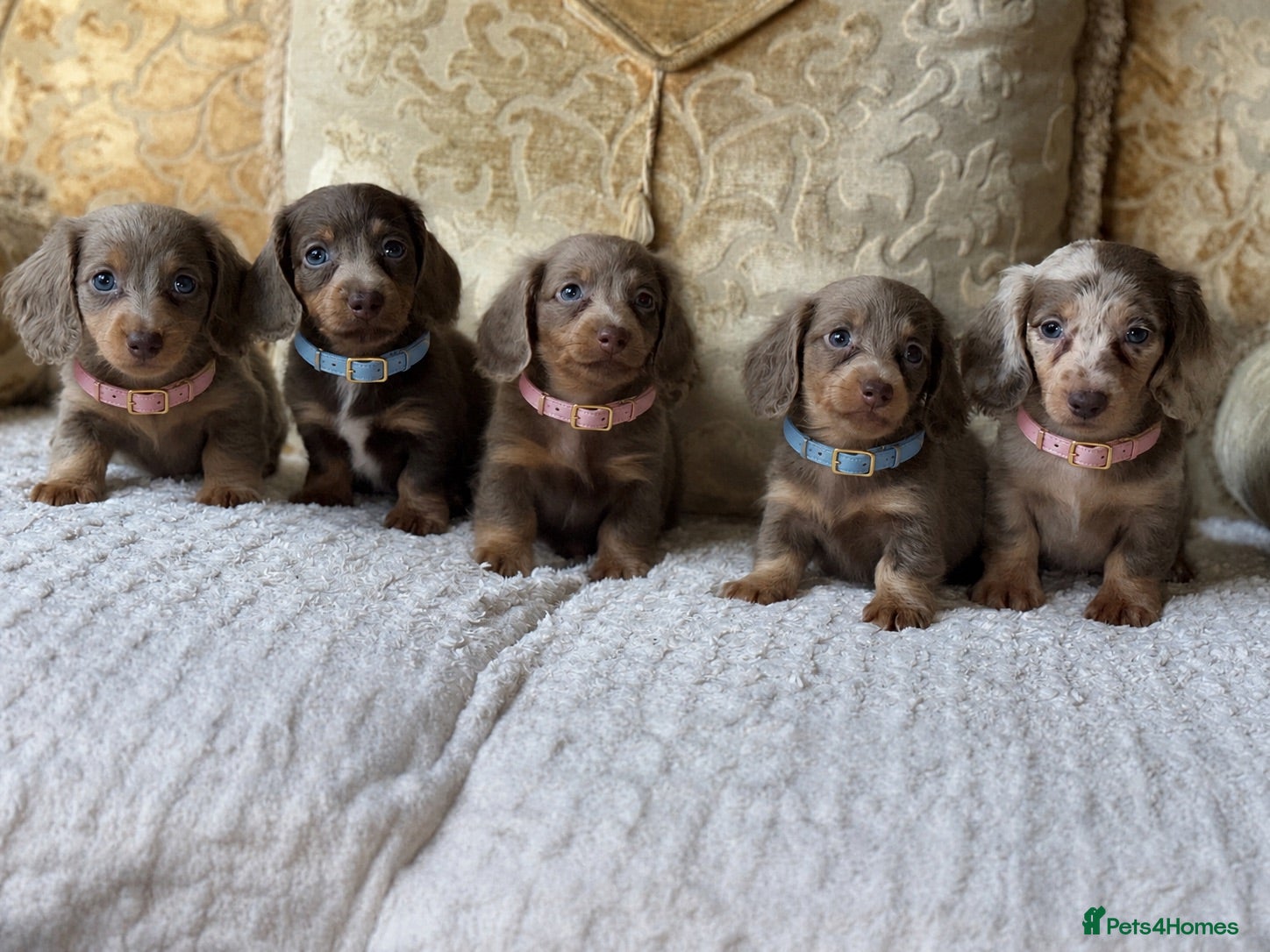 Miniature Dachshund dogs Kc Registered health checkd puppy’s  - Advert 16