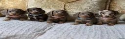Miniature Dachshund dogs for sale: Kc REGISTERED PUPPY - Advert 1