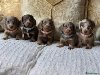 Miniature Dachshund dogs Kc Registered health checkd puppy’s - Advert 16