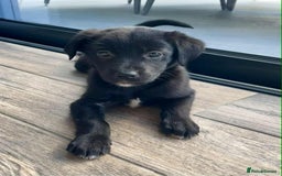 Borador dogs for sale: Borador puppies ready for new homes - Image 4