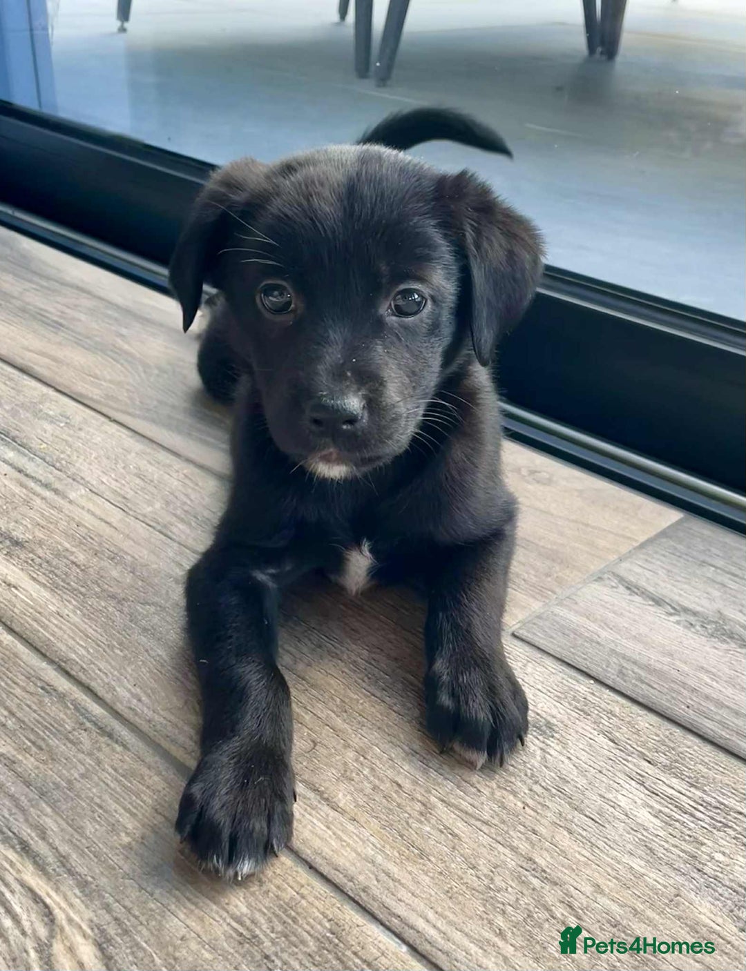 Borador dogs for sale: Borador puppies ready for new homes - Image 4