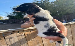 Sprocker dogs for sale: Sprocker  - Image 16