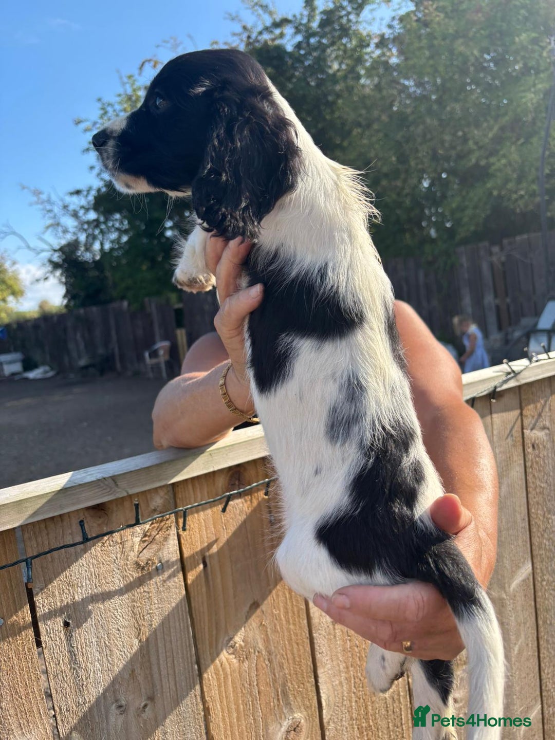 Sprocker dogs for sale: Sprocker  - Image 16