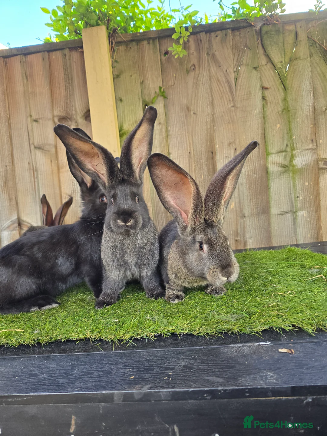 Continental Giant rabbits for sale: Continental Giants  - Advert 2