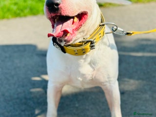 English Bull Terrier dogs in Edinburgh - Advert 19