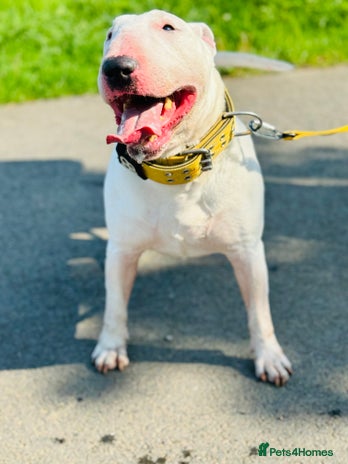 English Bull Terrier dogs fully health tested stud proven in Edinburgh - Advert 8