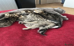 Scottish Fold cats for sale: ✨🐾 Cute Kittens Looking for Loving Homes! 🐾✨ - Image 11