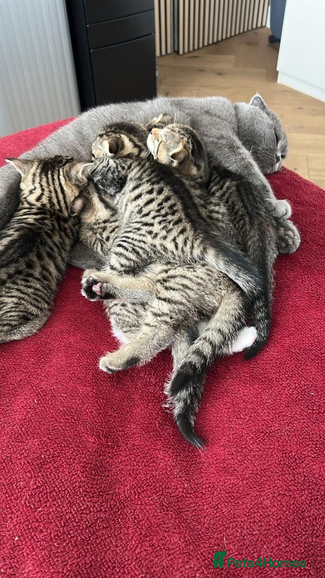 Scottish Fold cats for sale: ✨🐾 Cute Kittens Looking for Loving Homes! 🐾✨ - Image 11
