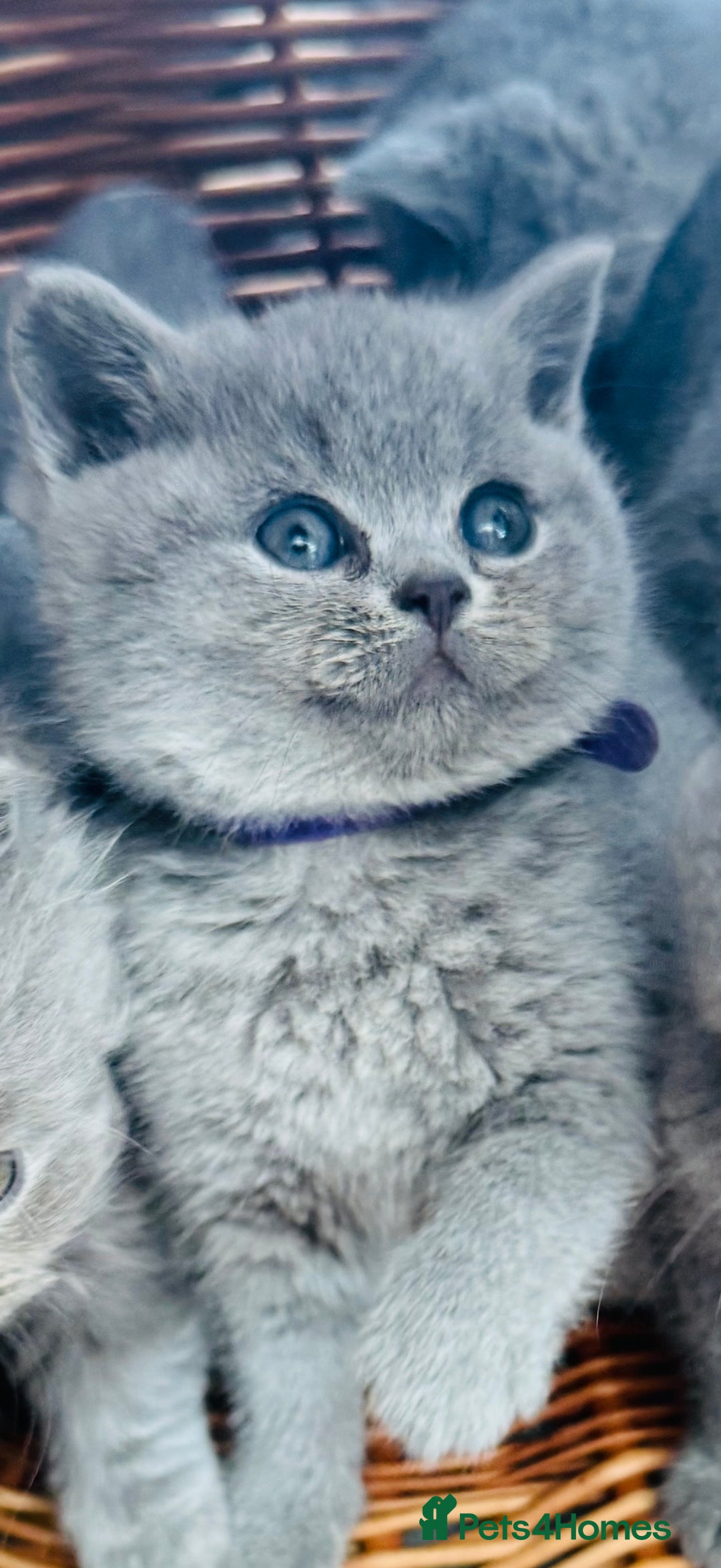 British Shorthair cats for sale: Gorgeous BHS kittens from grand champion gccf stud - Advert 15