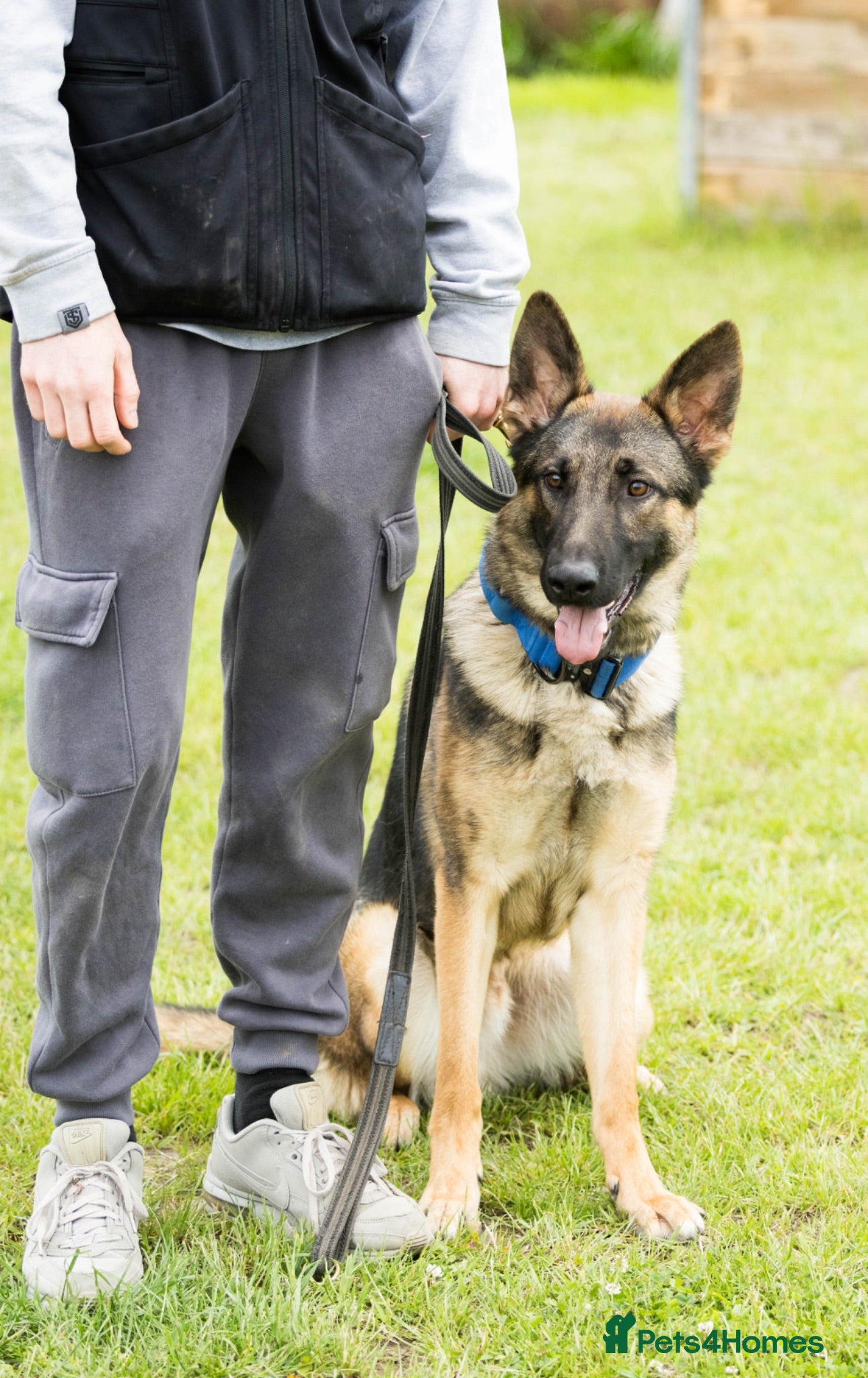 German Shepherd dogs KC Registered German Shepherd - Young Adult Male - Advert 10
