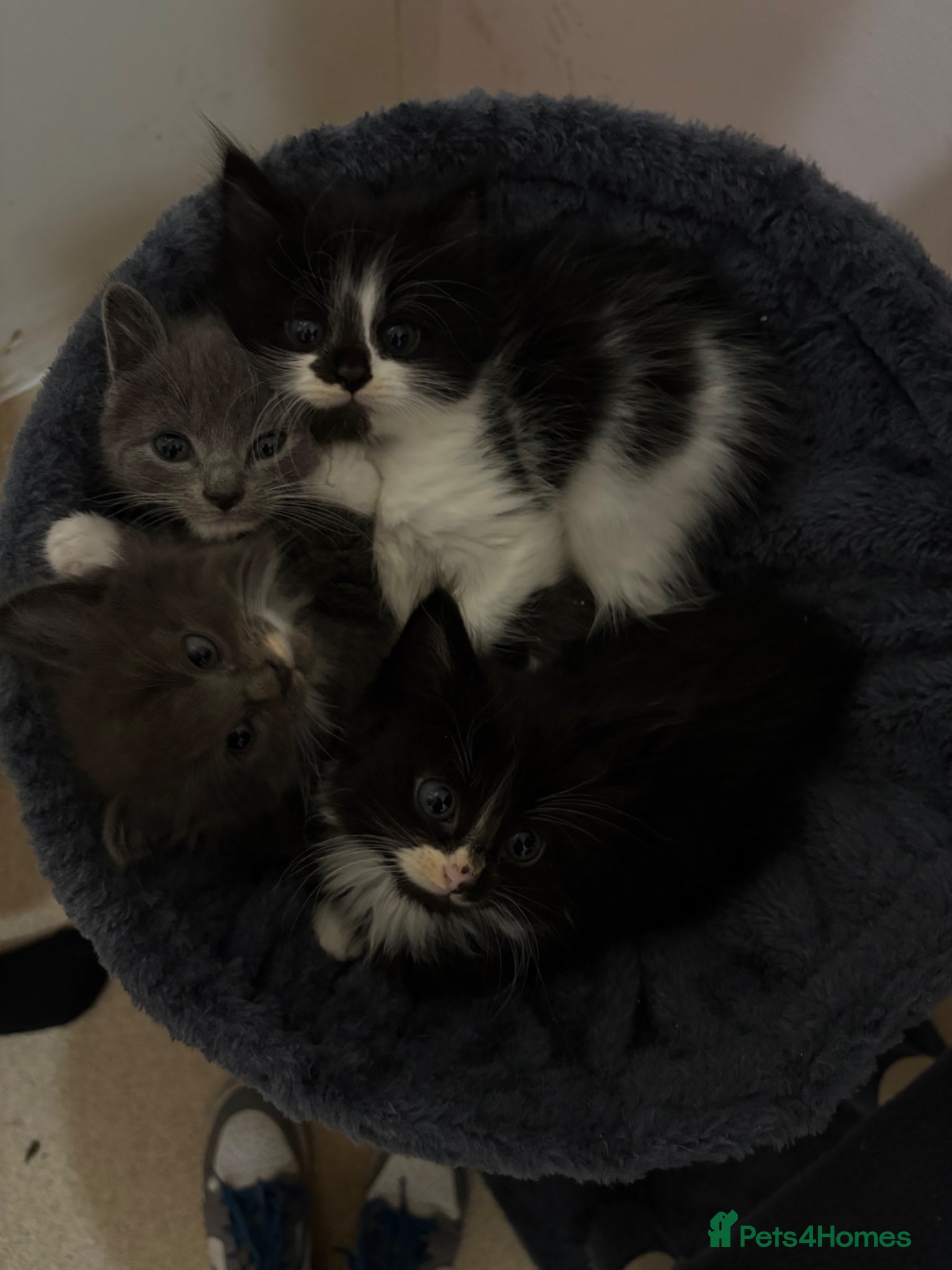Mixed Breed cats Kittens  - Advert 9
