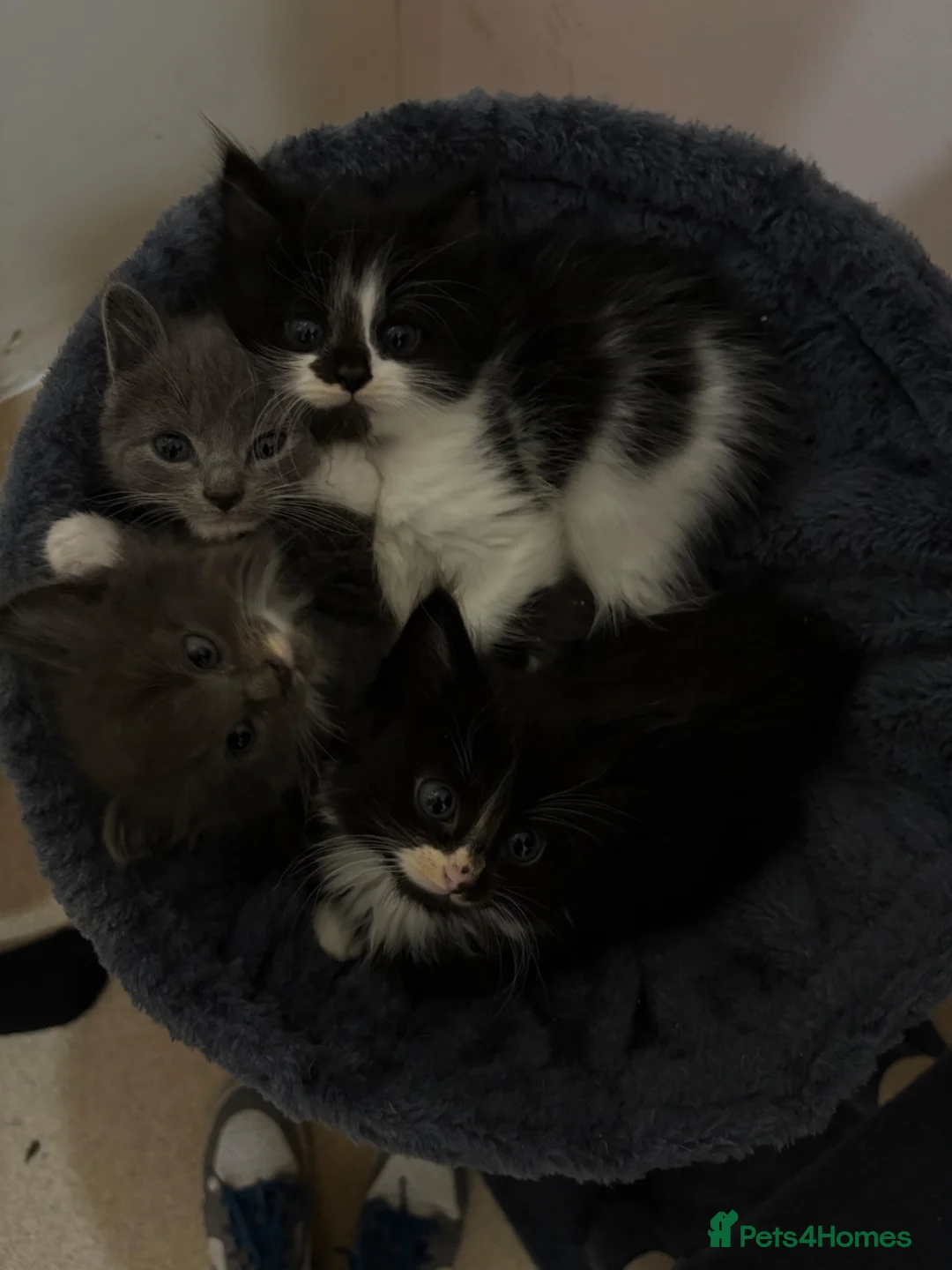 Mixed Breed cats for sale: Kittens  - Advert 1