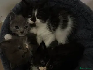 Mixed Breed cats Kittens - Advert 9