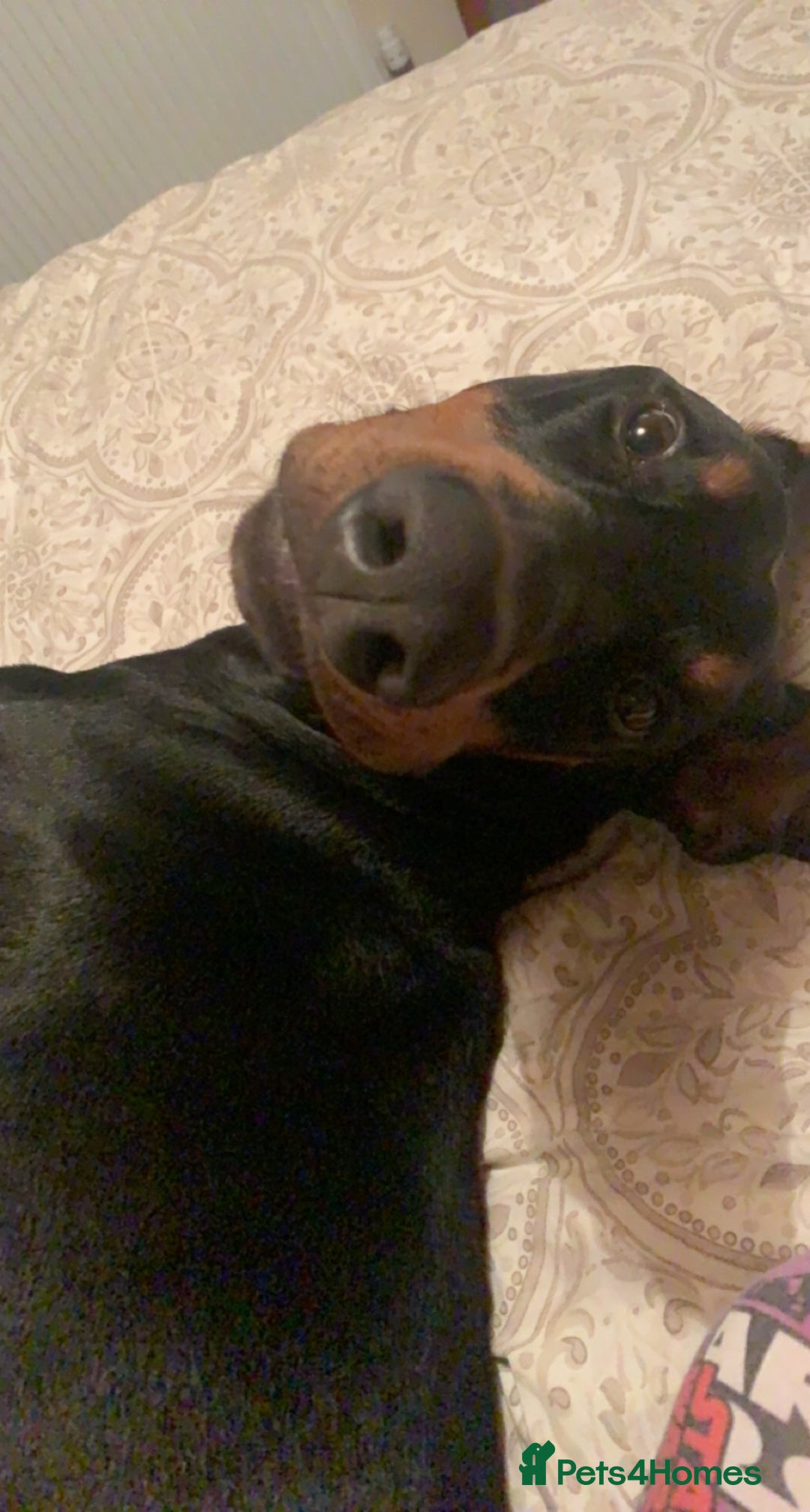 Dobermann dogs for sale: Wonderful Doberman for unfortunate adoption  - Advert 24