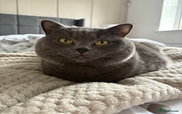 British Shorthair cats for sale: 2 year old male Rag doll x British short hair  - Image 2