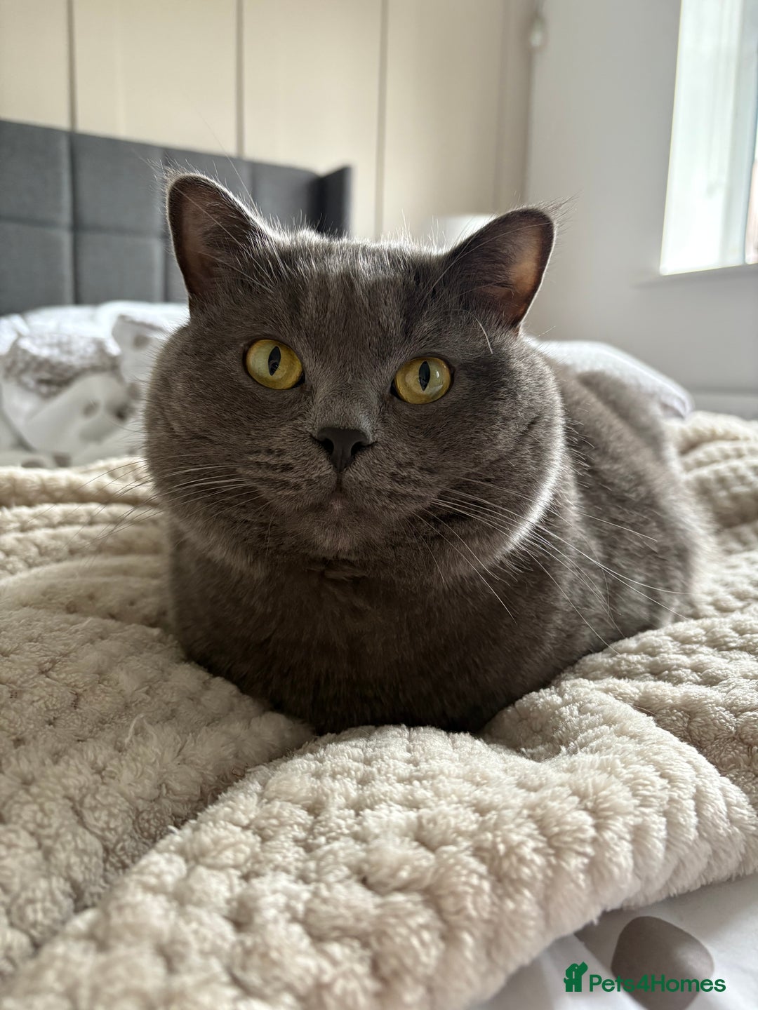 British Shorthair cats for sale: 2 year old male Rag doll x British short hair  - Image 2