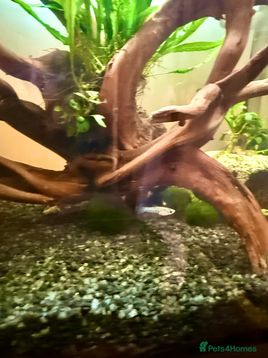 Live Bearers fish for sale: Guppy fry - assorted colours  - Advert 5