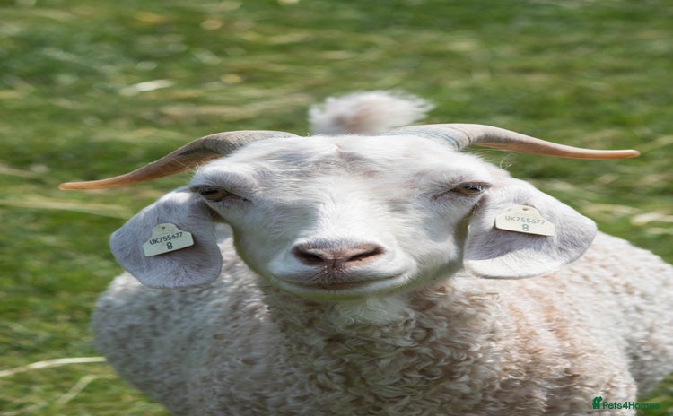 Goats livestock - Advert 2
