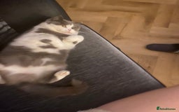 British Shorthair cats for sale: Adult Female British Shorthair  Bi colour  - Image 2